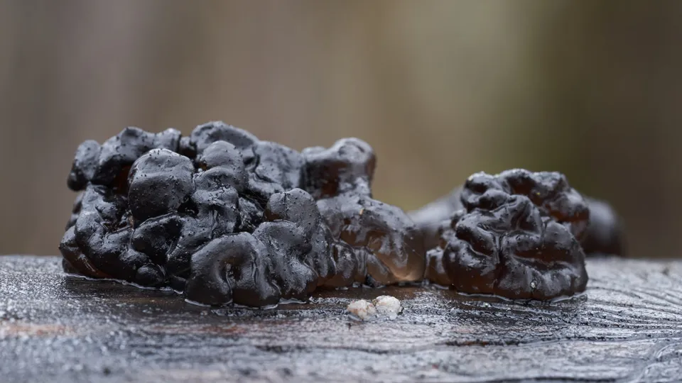 Фото: istockphoto.com/Igor Kramar