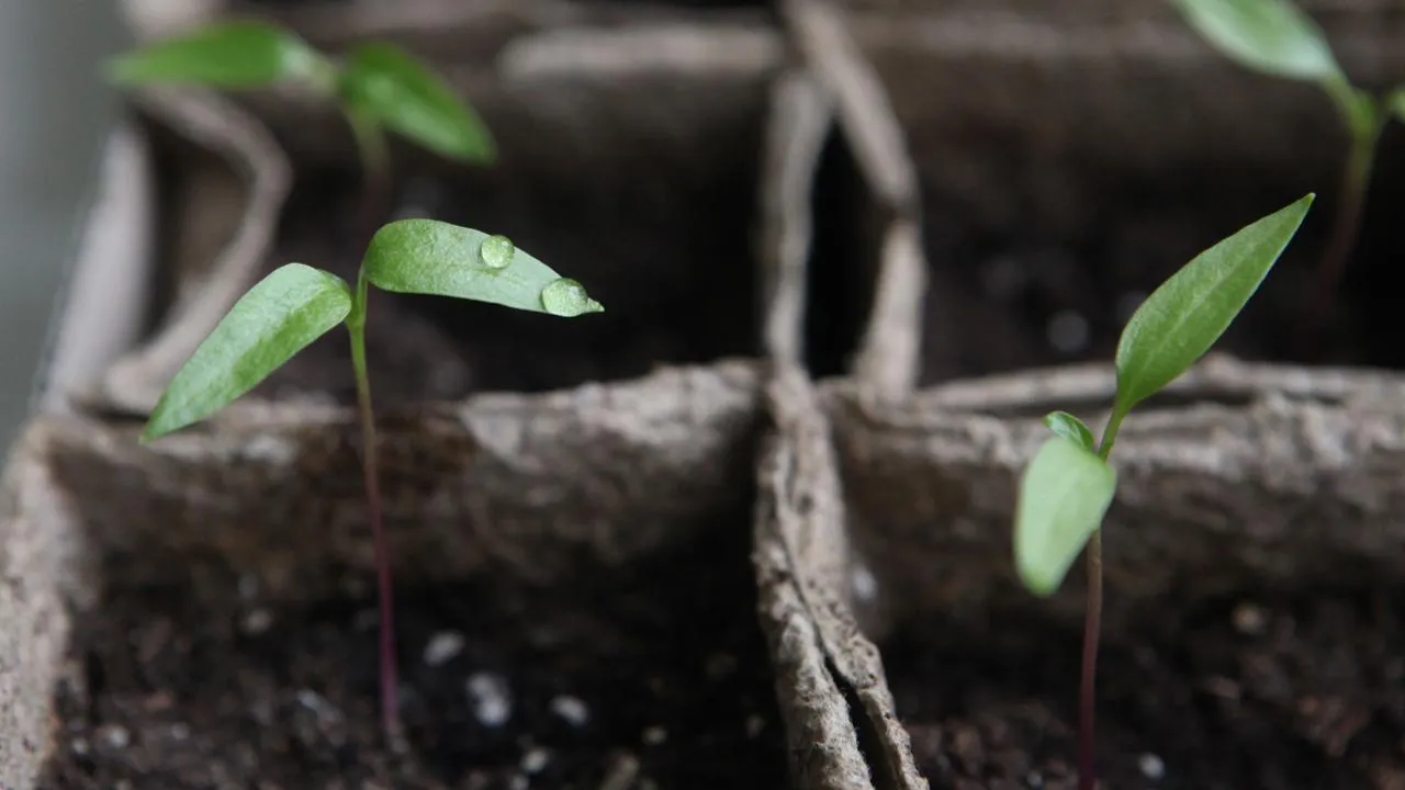 медиасток.рф