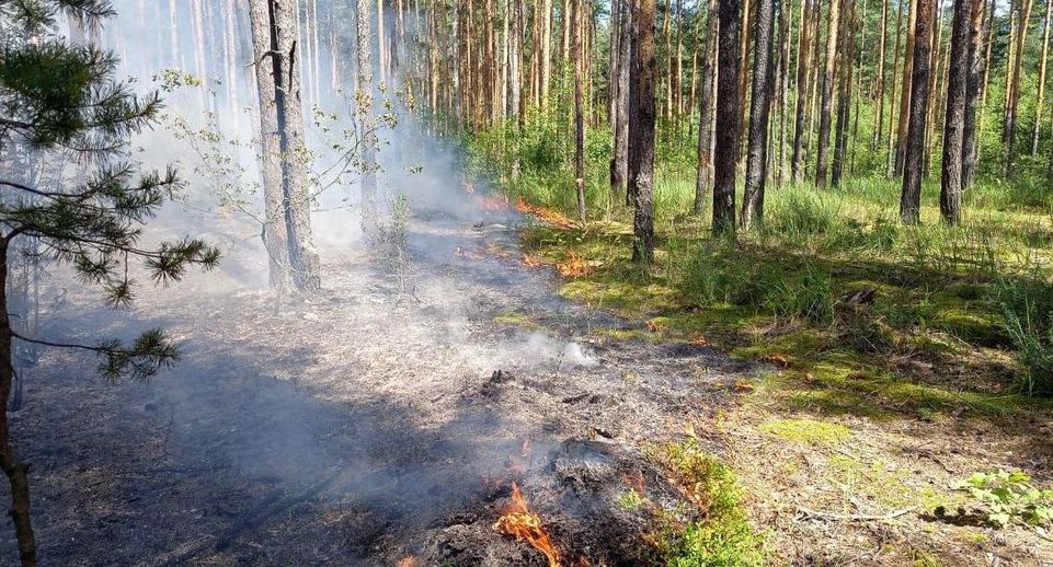 Лесные пожары потушили в Шатуре и Орехово-Зуеве