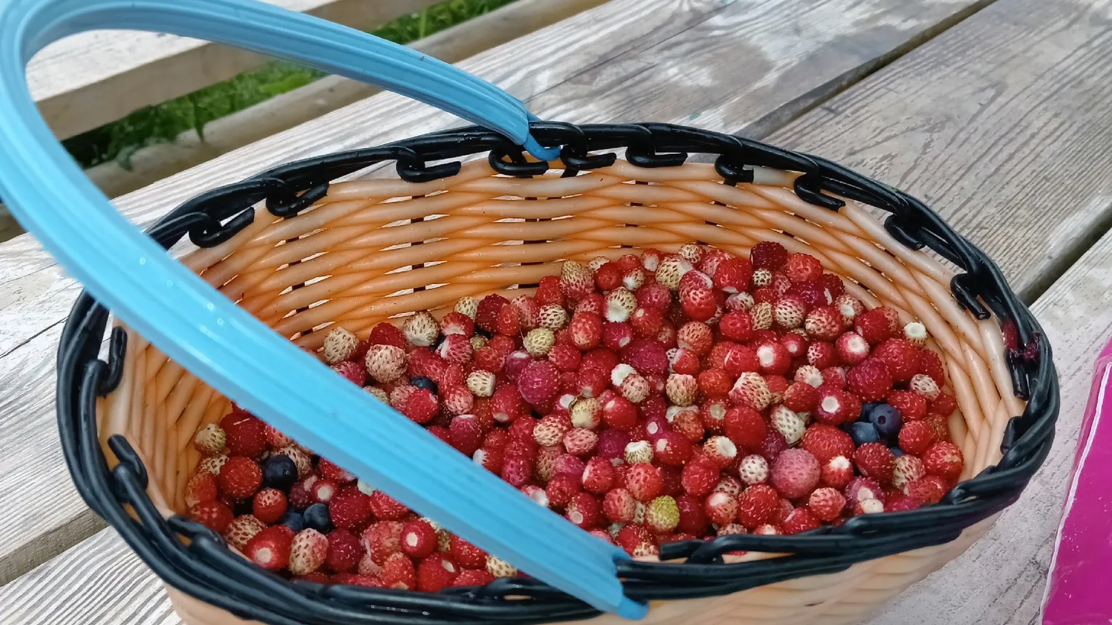 Фото: Грибы в Подмосковье 2024