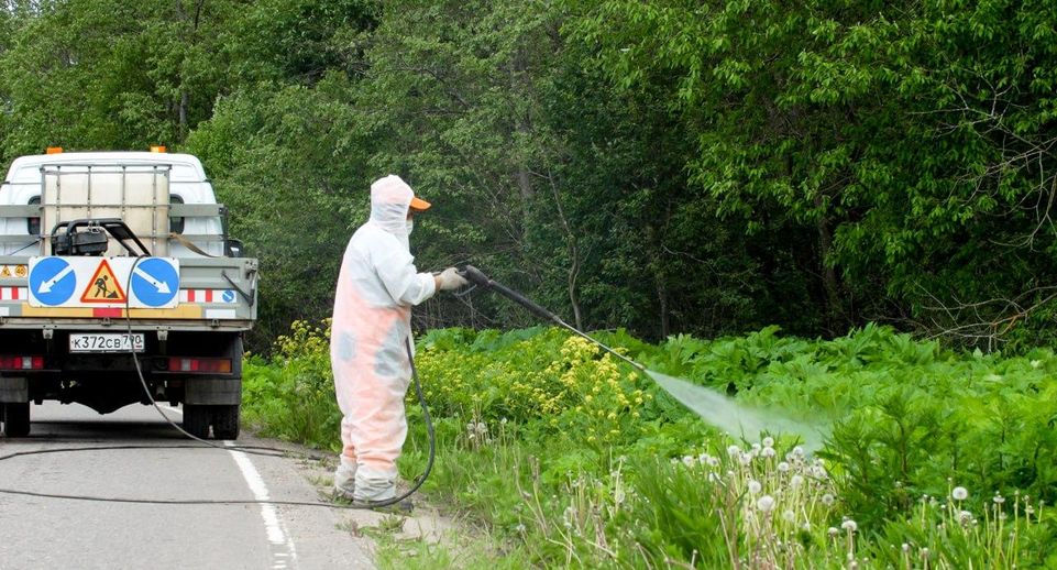Еще 2,8 тысячи гектаров зон вдоль дорог очистят от борщевика в Подмосковье
