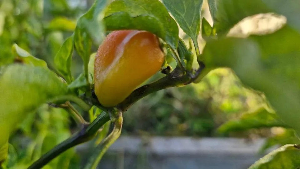 REGIONS/Наталия Надточая