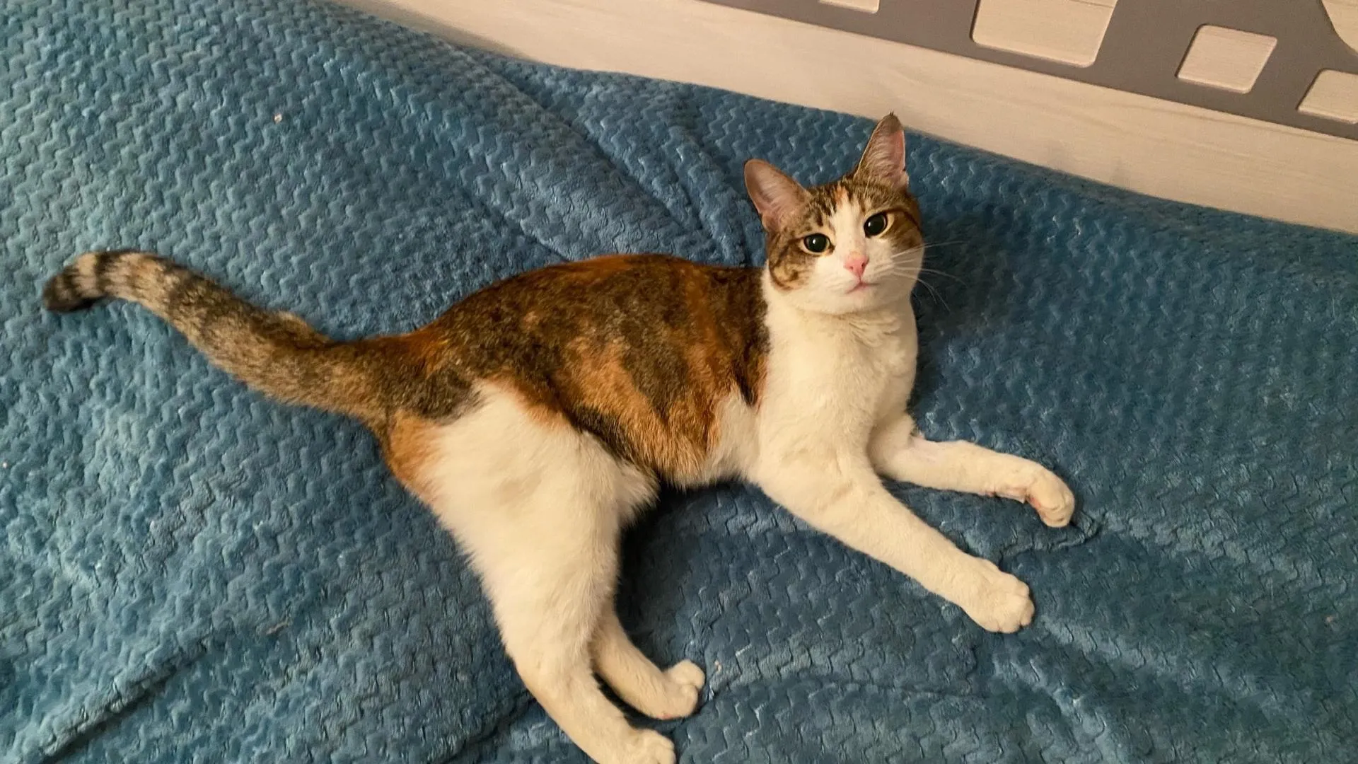 Фото: ЗооКрасногорск. Потеряшки. Помощь животным / ВКонтакте