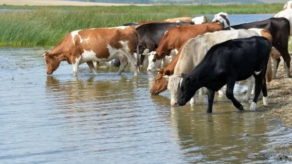 В Омской области погибли около 100 коров после водопоя