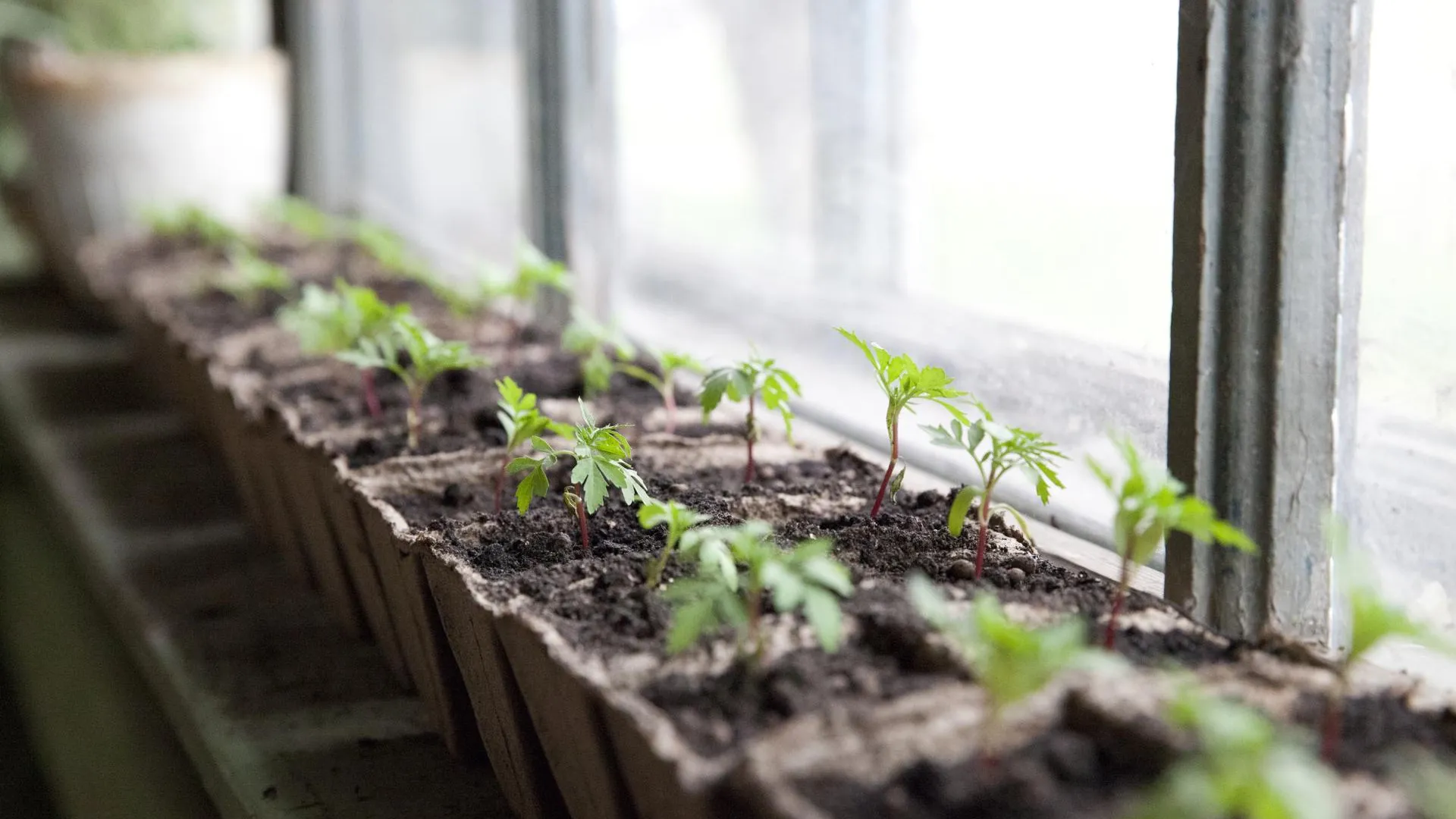 Эксперт Коптев назвал способы перевезти на дачу саженцы и вещи в целости
