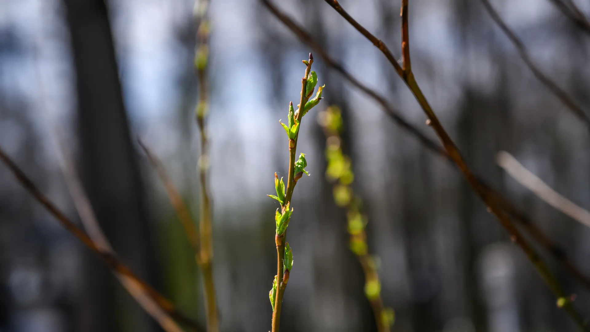 медиасток.рф