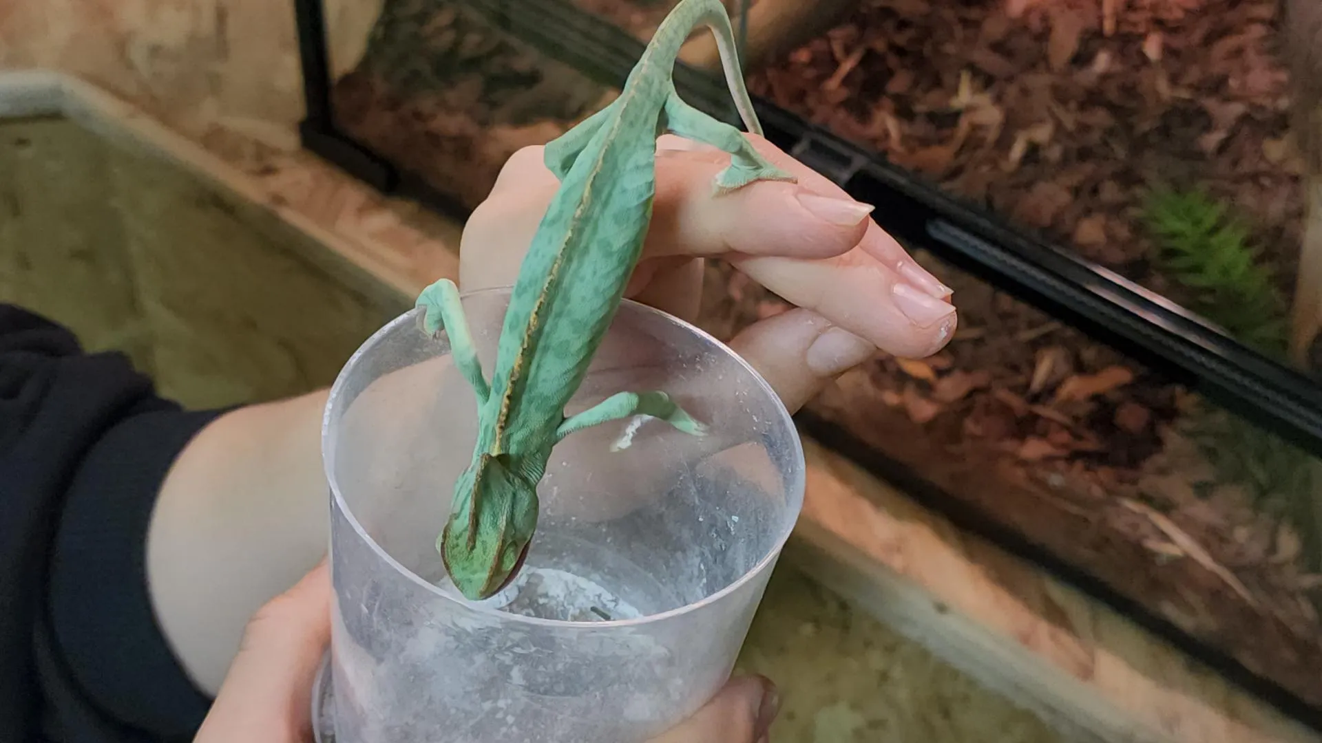 REGIONS/Елена Шумакова