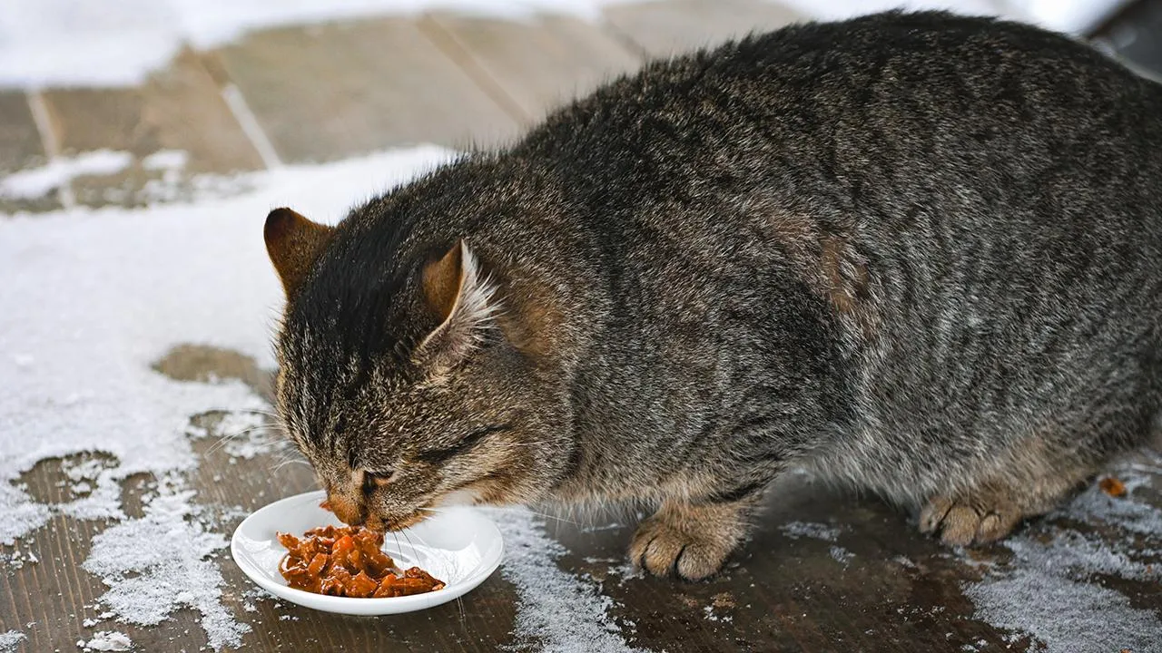 istockphoto.com/elenaleonova