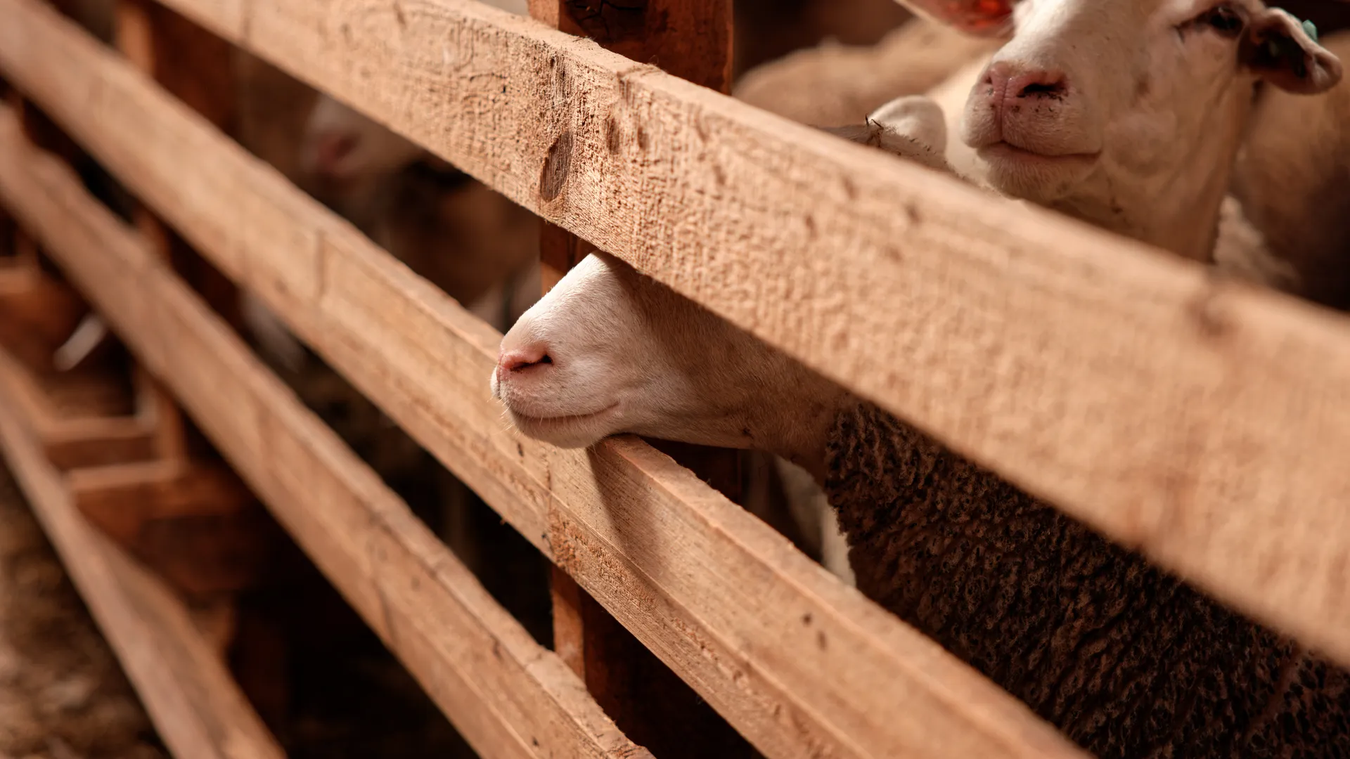 медиасток.рф