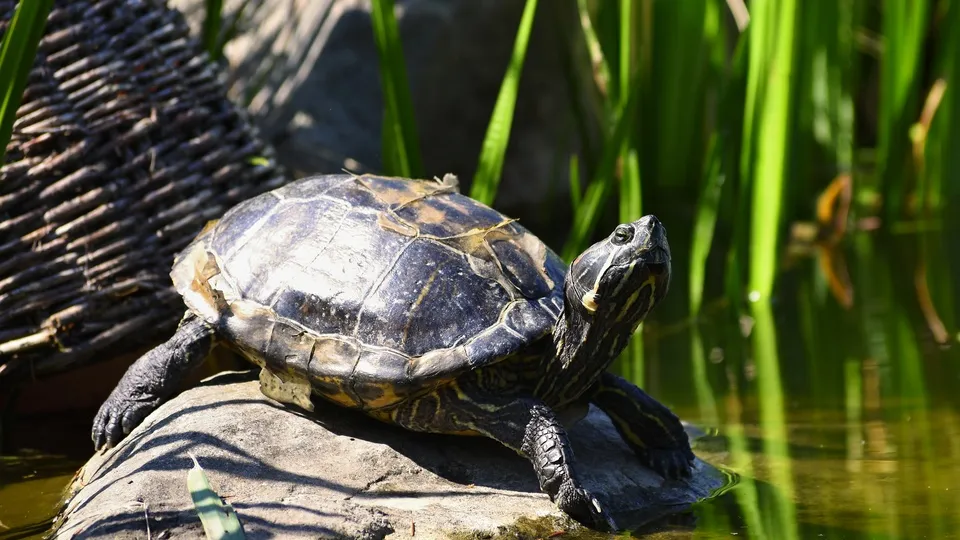 Фото: freepik.com