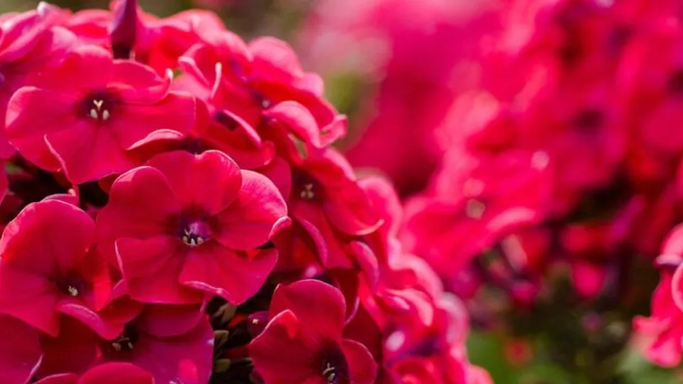 Фото: Министерство экологии и природопользования Московской области