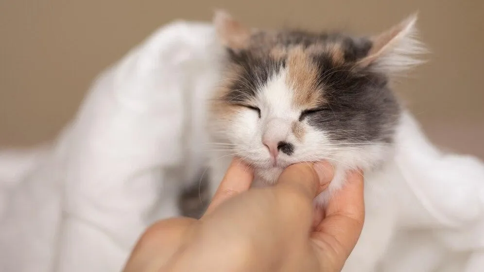 медиасток.рф