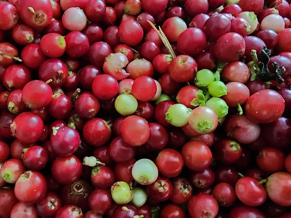 Фото: МедиаБанк Подмосковья/Михаил Мартыненко