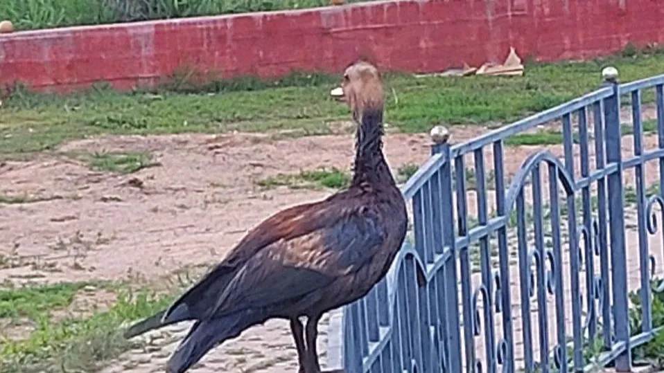 Фото: t.me/AnnaKrotova_Lobnya