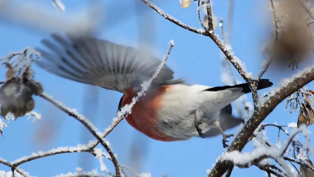 личный архив Константина Кошелева