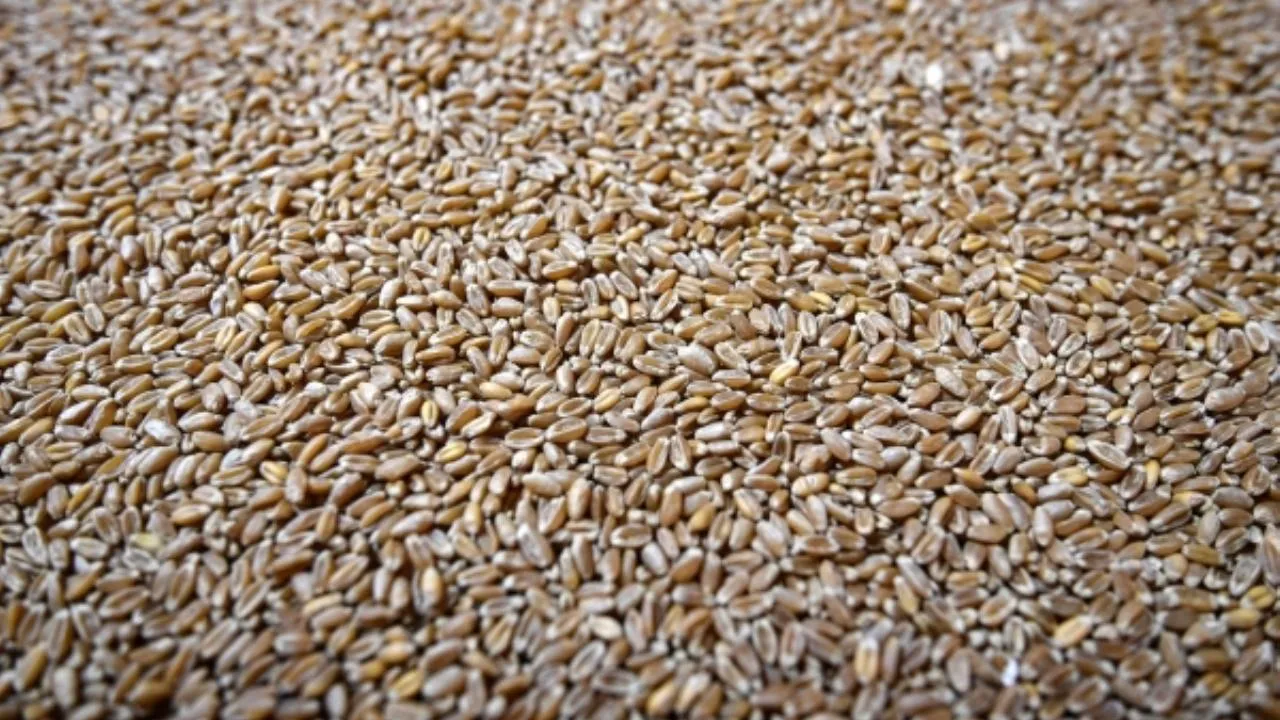 Испания стала бить рекорды по закупке зерна у России