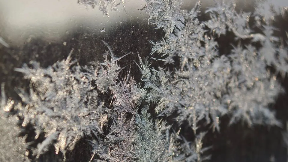 Фото: t.me/egorevskoelesnichestvo