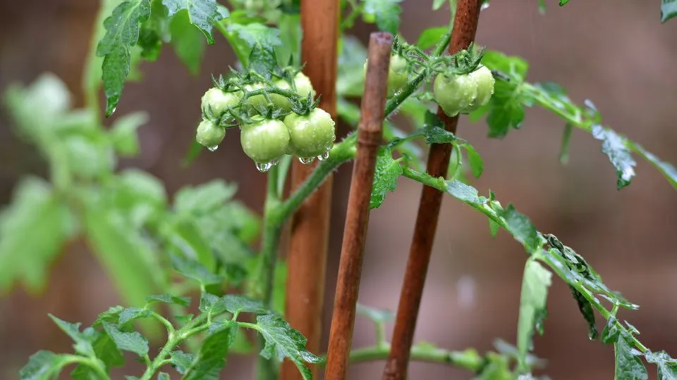 Фото: istockphoto.com