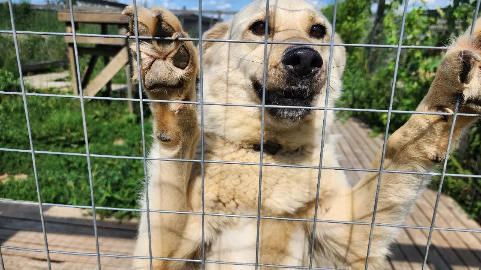 Фото: МедиаБанк Подмосковья/Яна Шаливская