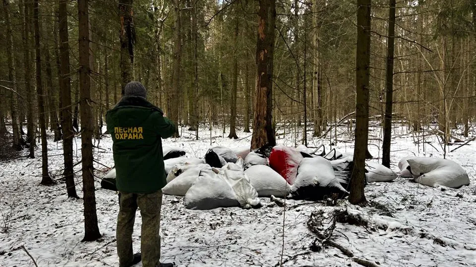 Фото: Комитет лесного хозяйства Московской области