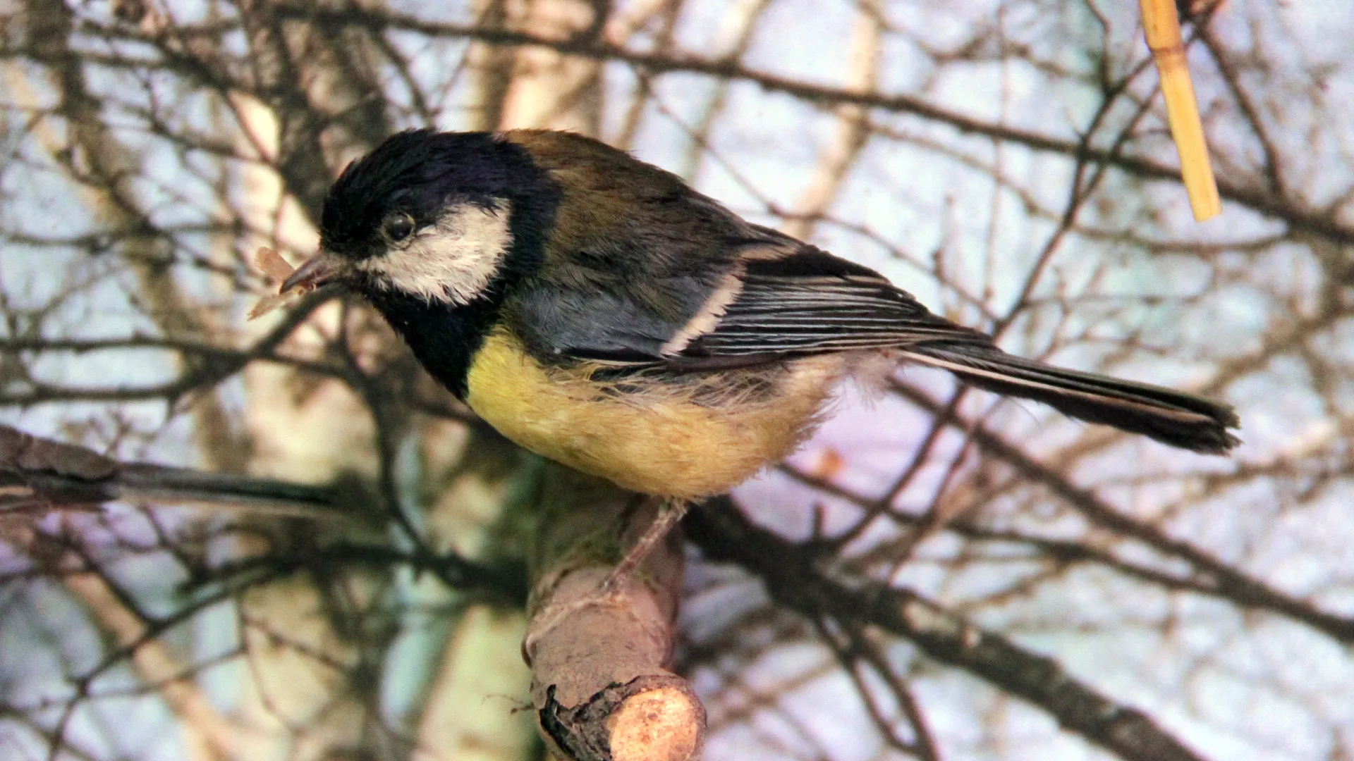 Синичка с «Кольцом всевластия»: птица-рекордсмен поставила в тупик орнитологов из Подмосковья и Калининграда
