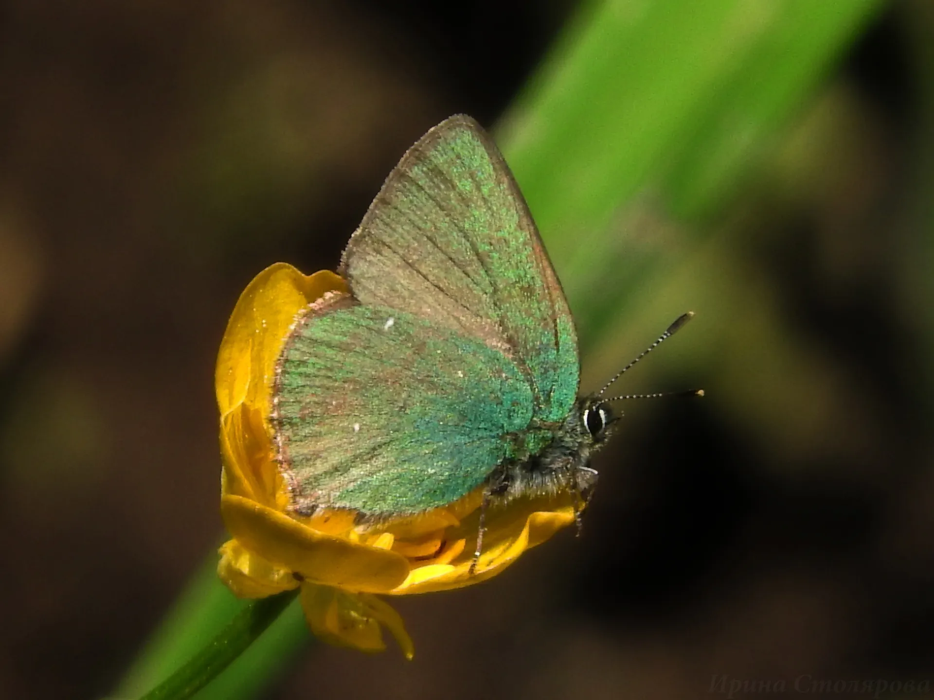 Фото: личный архив Ирины Столяровой