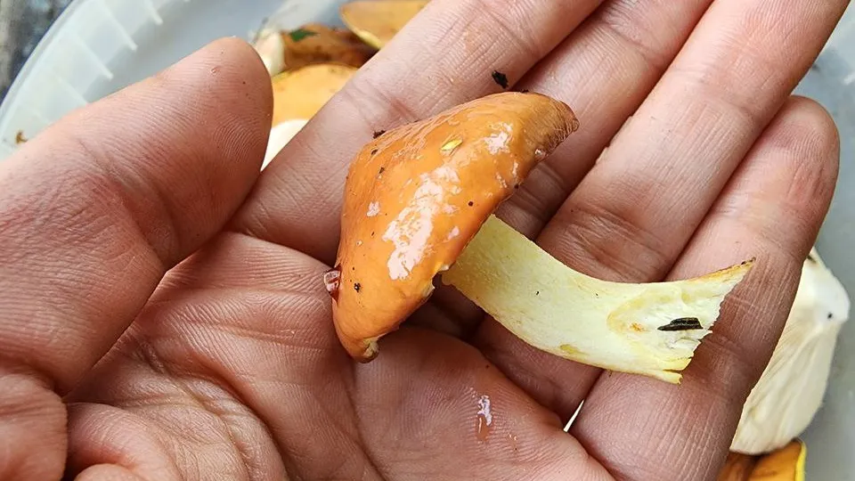 Фото: МедиаБанк Подмосковья/Ксения Пашуто