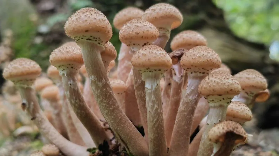 Мария Панина