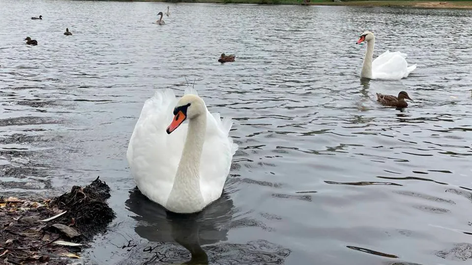 Фото: МедиаБанк Подмосковья/Евгений Рой
