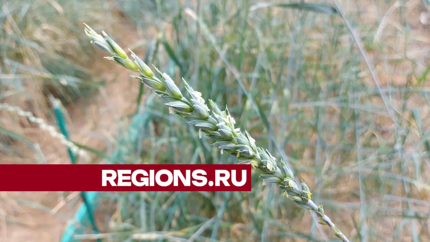 Фото: Наталья Акуленок