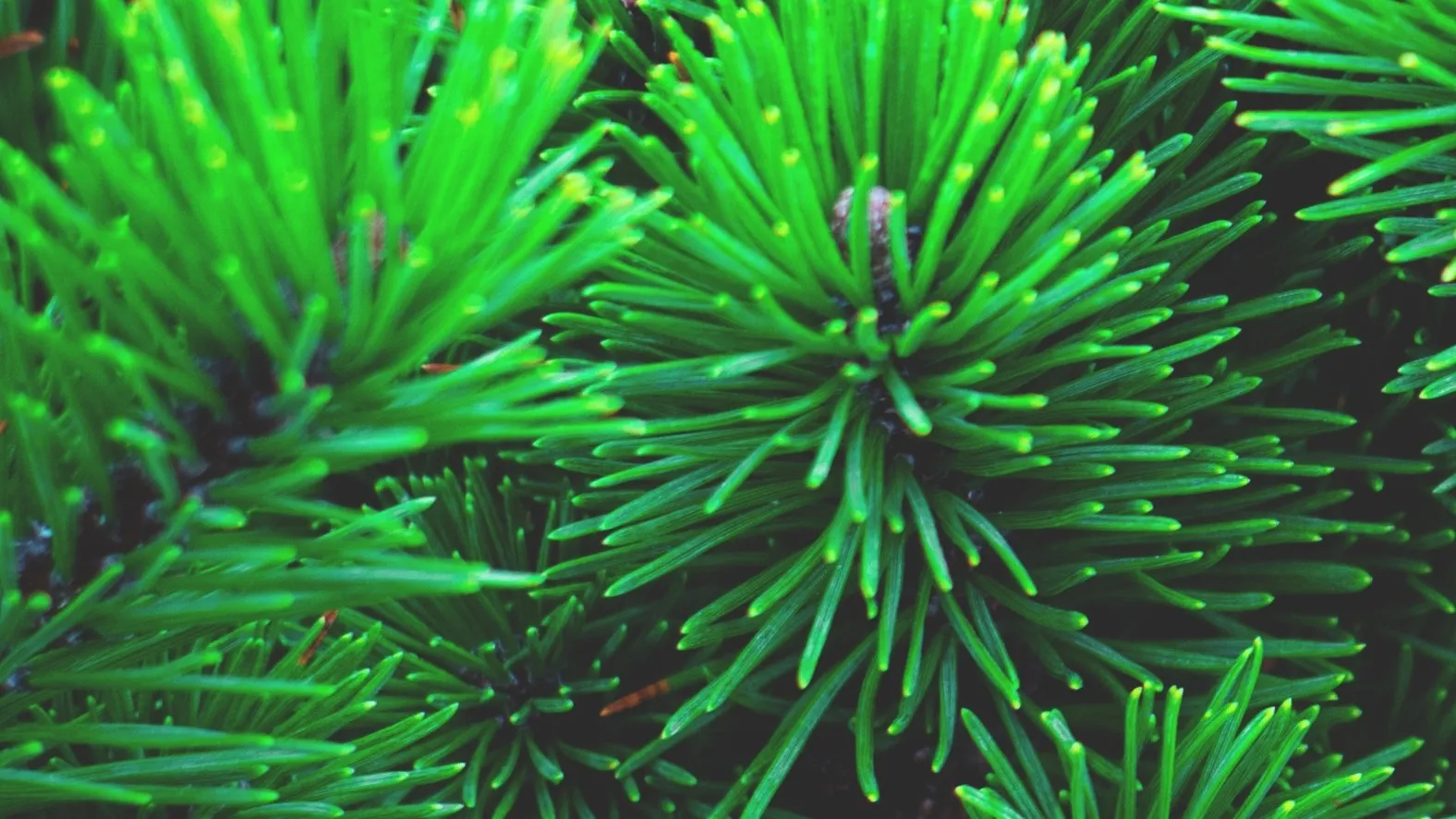 Фото: pxhere.com