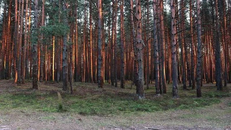 Куракин рассказал о ситуации с особо охраняемыми природными территориями в Подмосковье