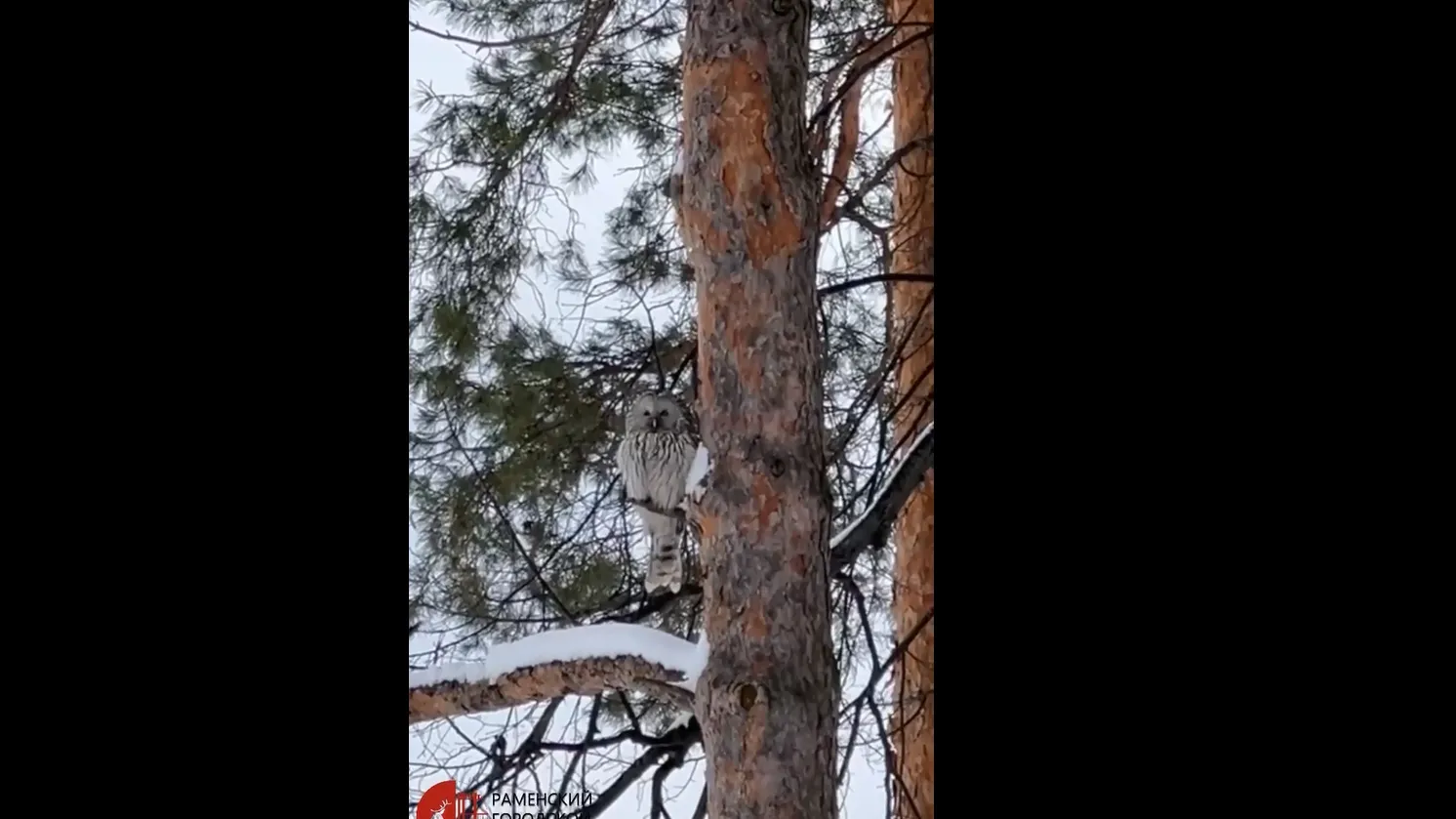 Фото: скриншот из видео из ТГ-канала «Раменский парк»