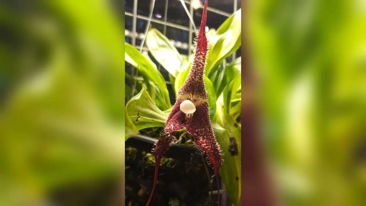 Пресс-служба Ботанического сада МГУ