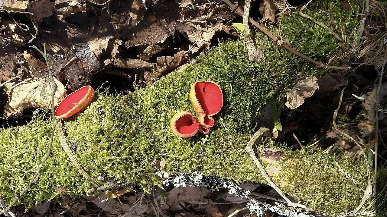 commons.wikimedia/Paasikivi