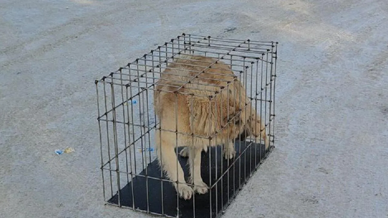 пресс-служба администрации Лосно-Петровского