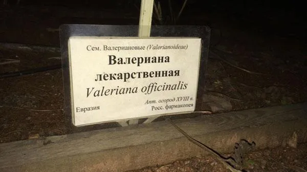 Пьяные коты стали реже наведываться в «Аптекарский огород»