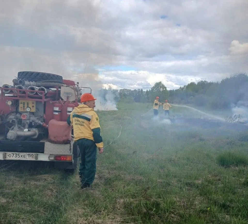 Фото: Комитет лесного хозяйства Московской области