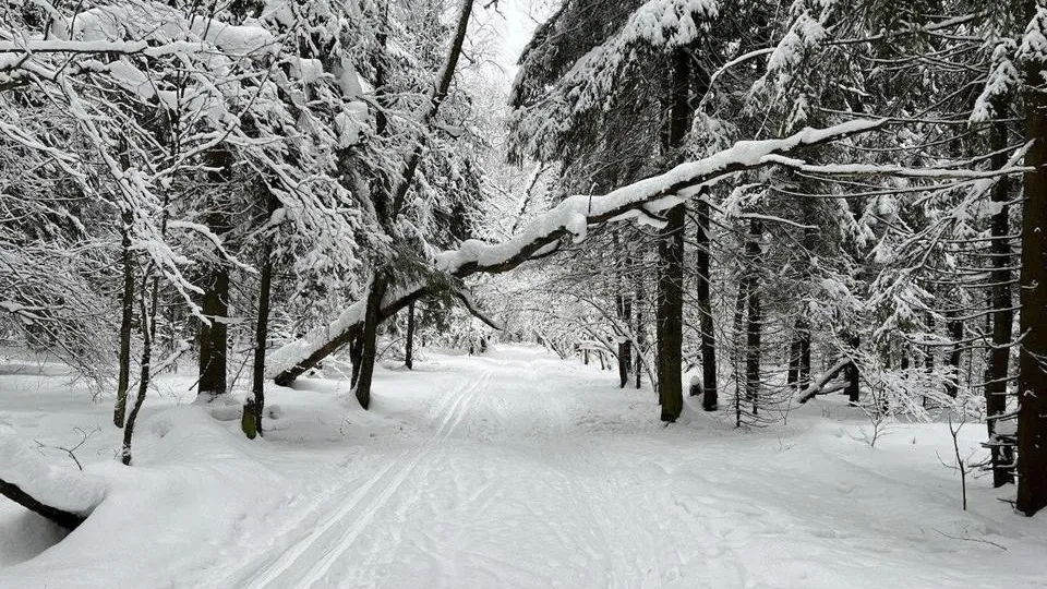 Фото: Комитет лесного хозяйства Московской области
