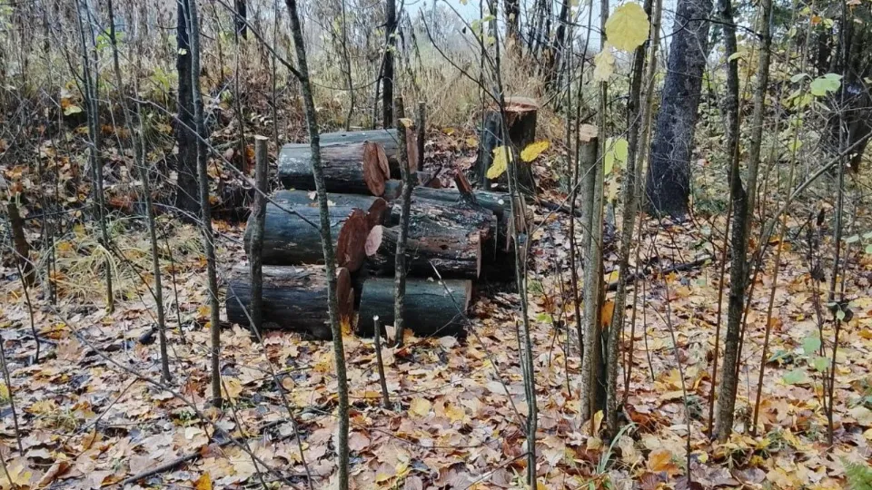 Фото: Комитет лесного хозяйства Московской области