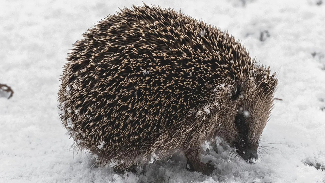 istockphoto.com/Wirestock