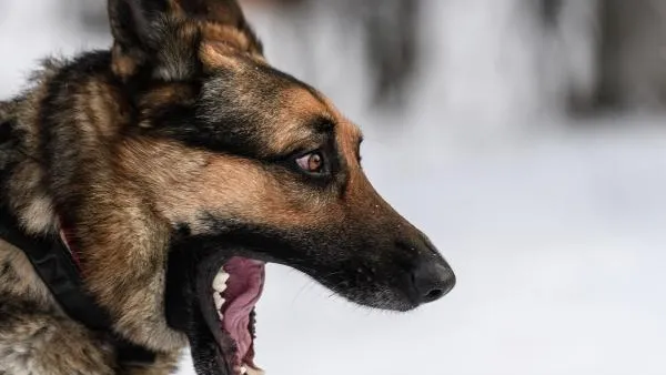 В Среднеуральске овчарка покусала двухлетнего ребенка