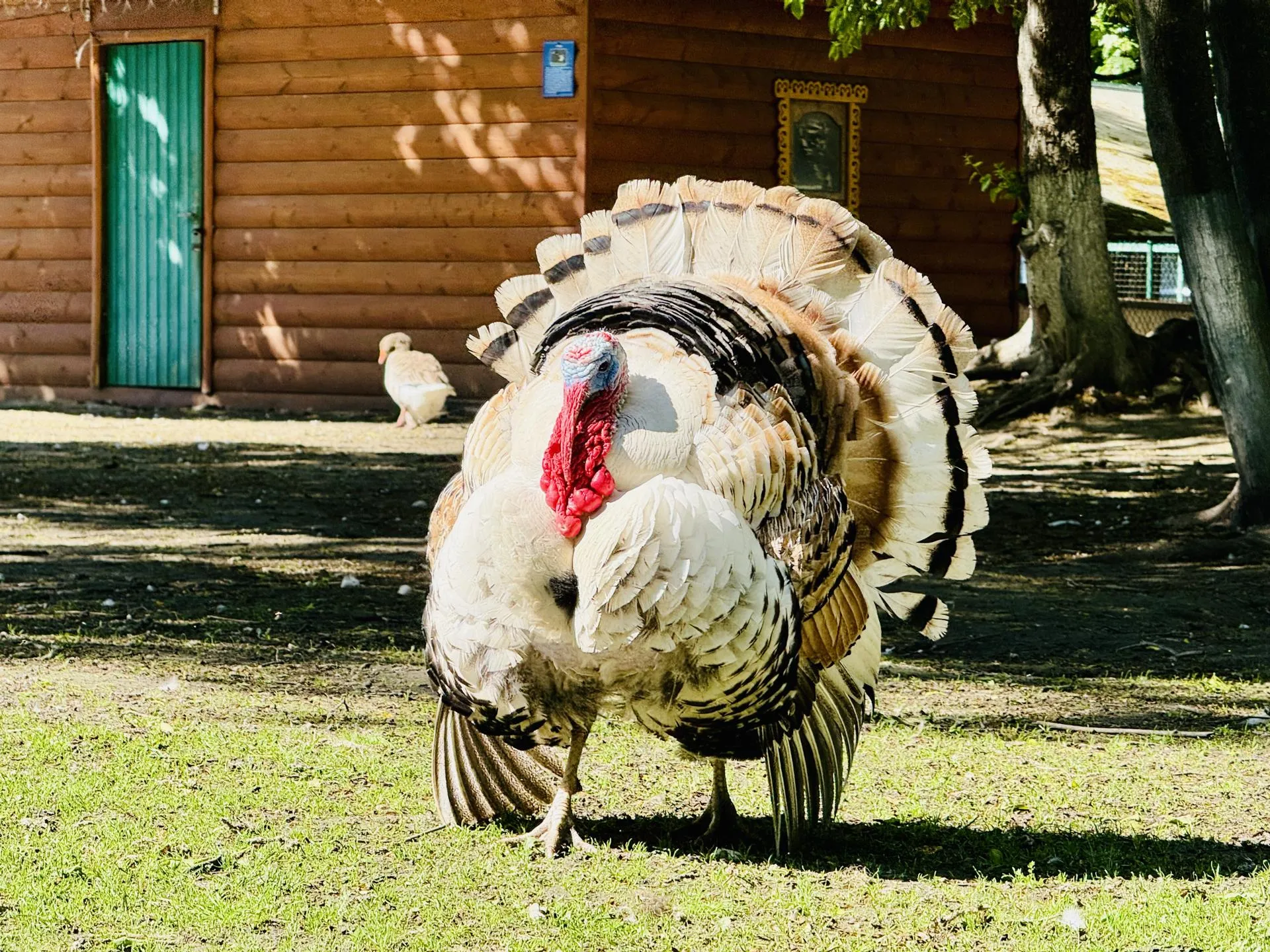 Индюк Колян. Фото: Ольга Стаферова