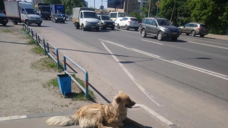 Подмосковный Хатико уже несколько дней ждет хозяина на остановке в Октябрьском