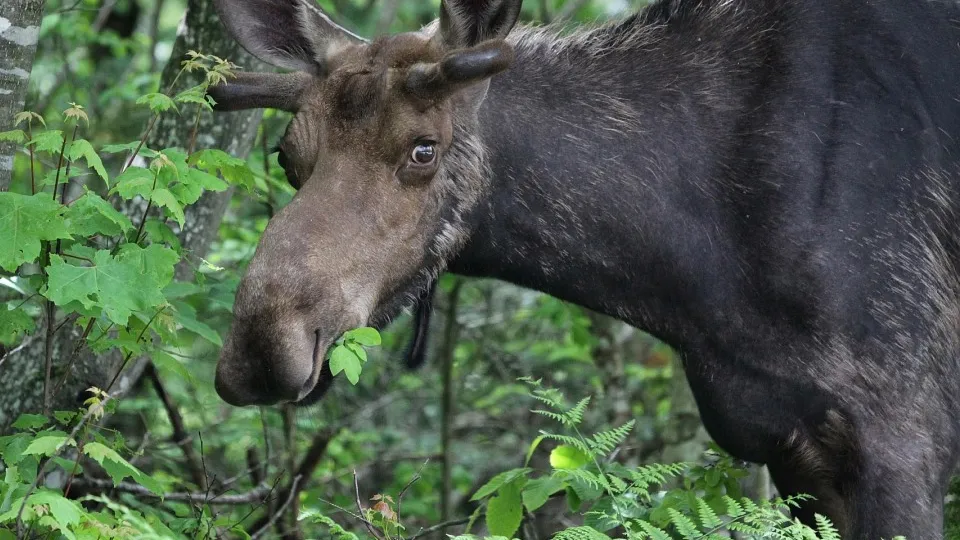 Фото: pxhere.com