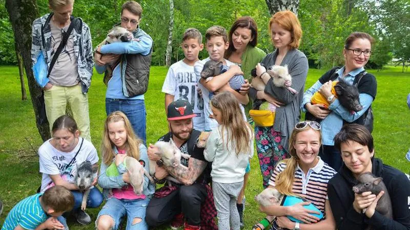 У жительницы Балашихи в квартире поселилось сразу 16 минипигов, кот и сурикат