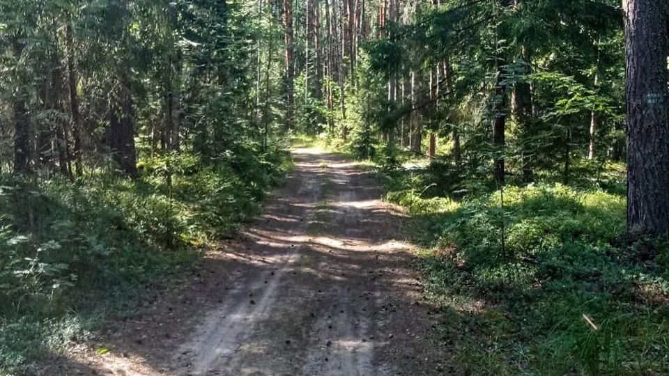 Фото: Комитет лесного хозяйства Московской области