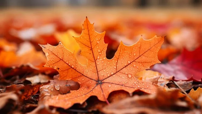 Фото: ru.freepik.com