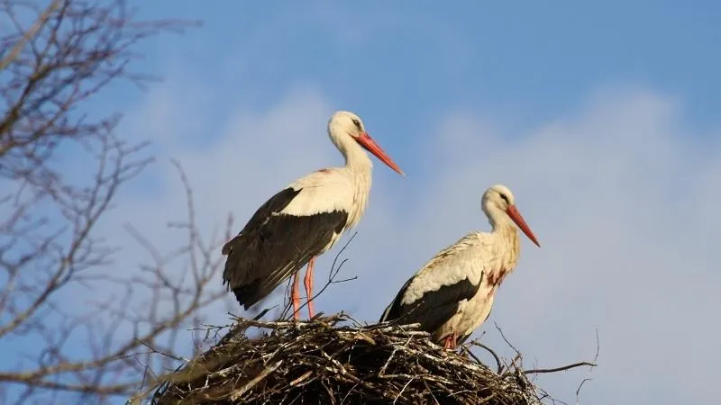 Фото: Министерство экологии и природопользования Московской области