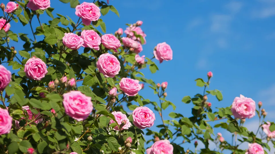 Фото: istockphoto.com